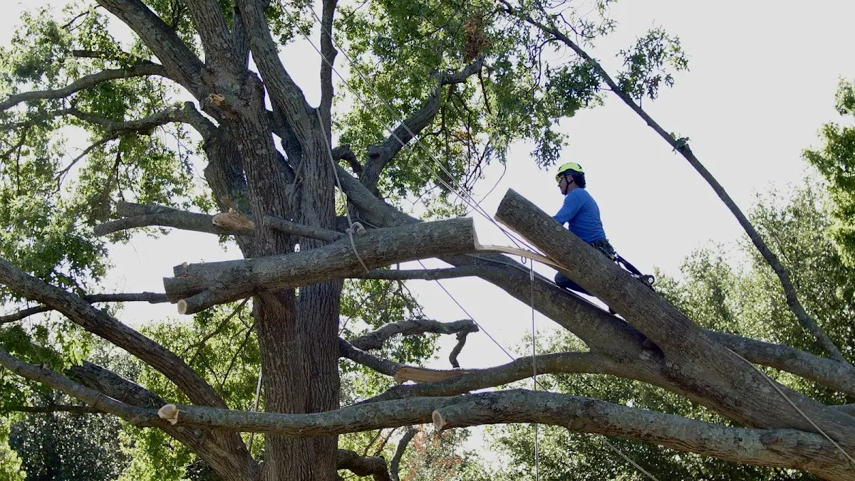 Professional Crown Thinning performed by certified arborists in Galway