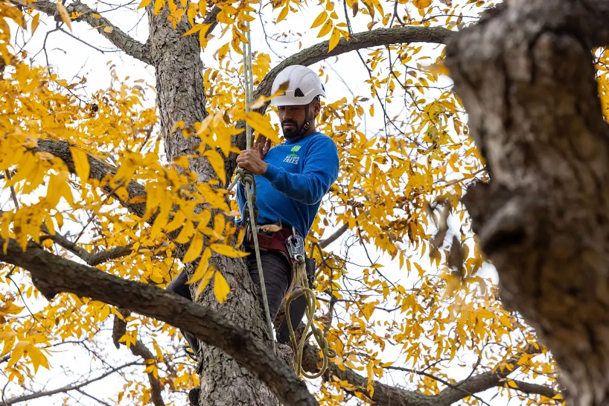 Skilled Tree Pruning crew working in Galway
