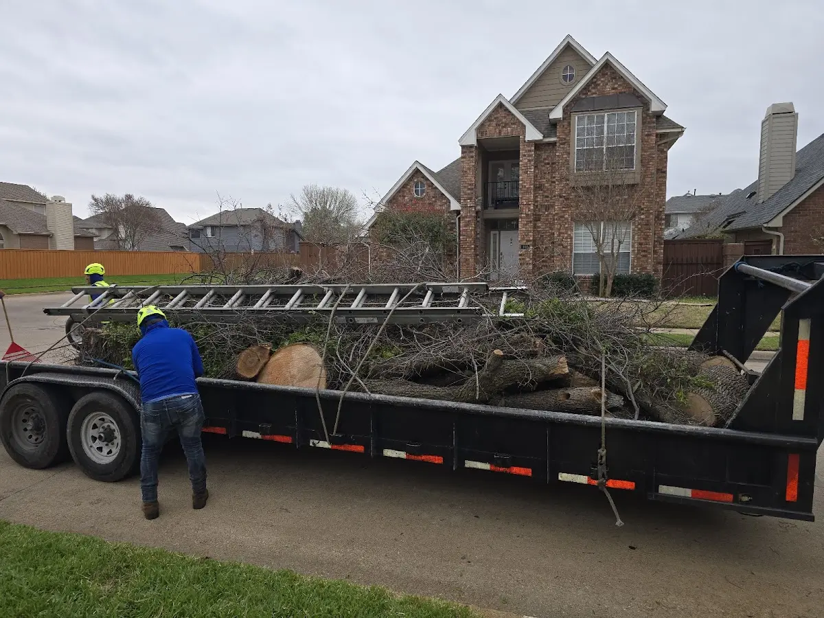 Expert Tree Removal with proper safety equipment in Galway